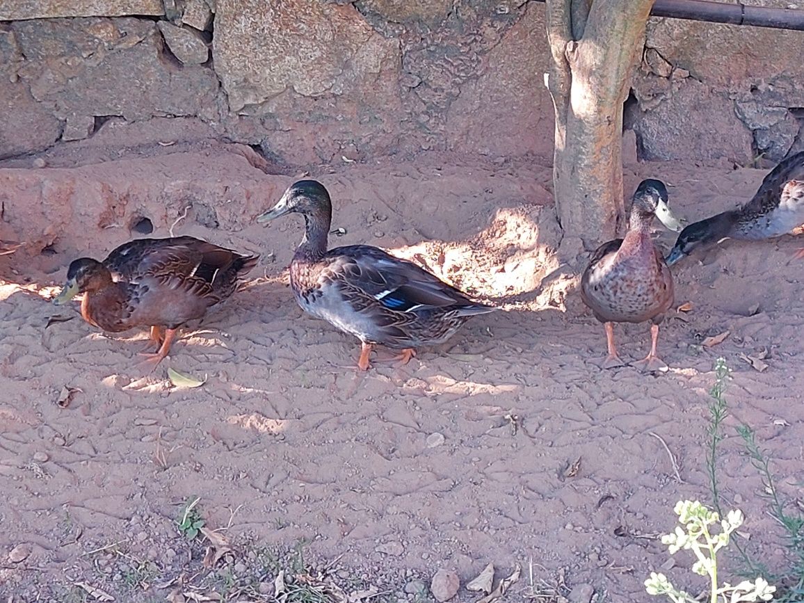 Pato real 3 machos