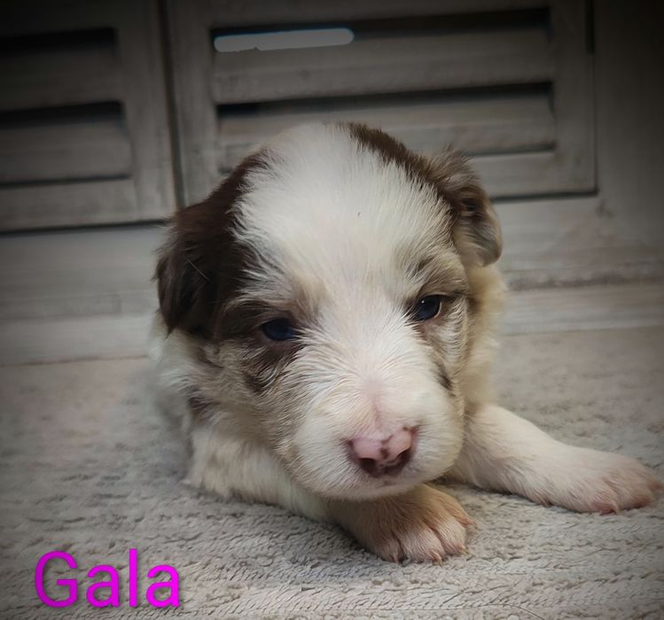 Border collie suczka red merle