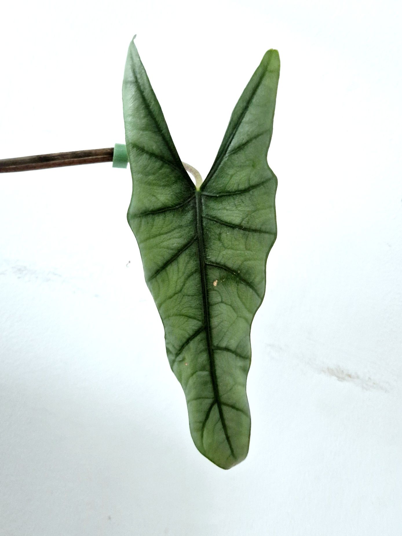 Alocasia Heterophylla