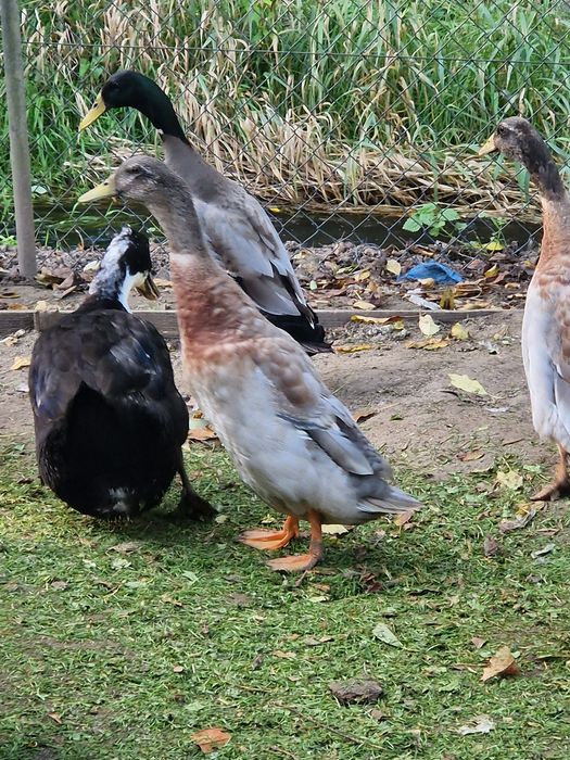 Sprzedam parę biegusòw na ślimaki