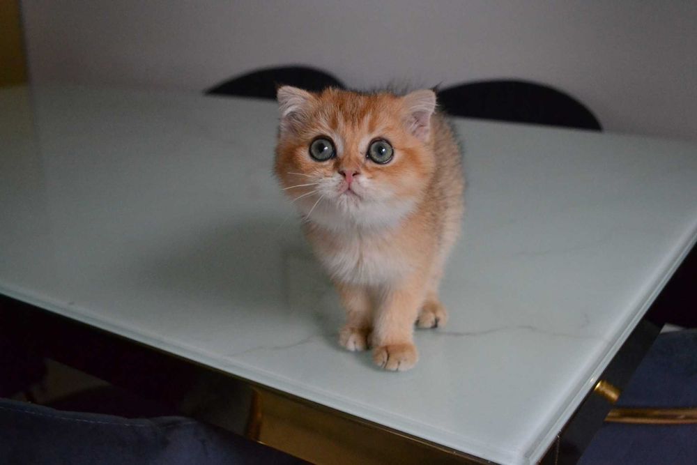 koteczki szkocka -urocza