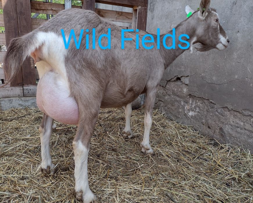 Dwie kozy British Toggenburg + koziołek niespokrewniony.