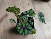 Begonia tygrysia
