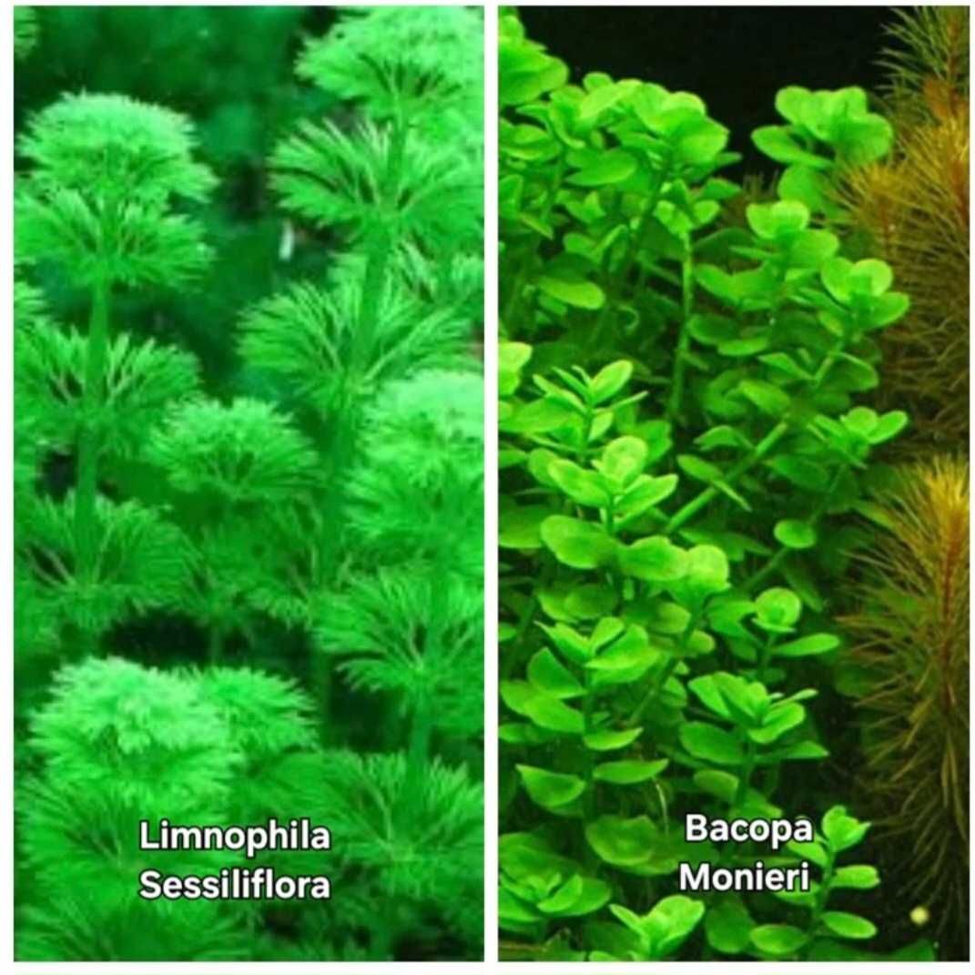 Pack 25 Plantas Aquário Low Tech - 5 espécies (Envio disponível)