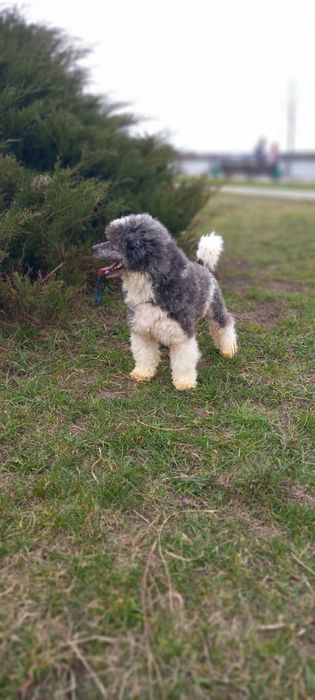 Пропонується біло серебристий пудель на вязку