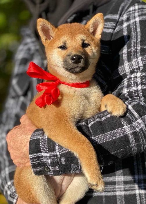 продам цуценят Шиба Ину 3 міс високого класу породи