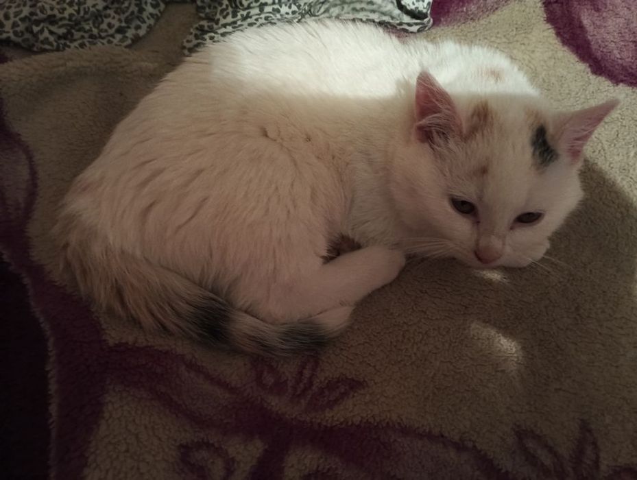 Oddam kotki w dobre ręce