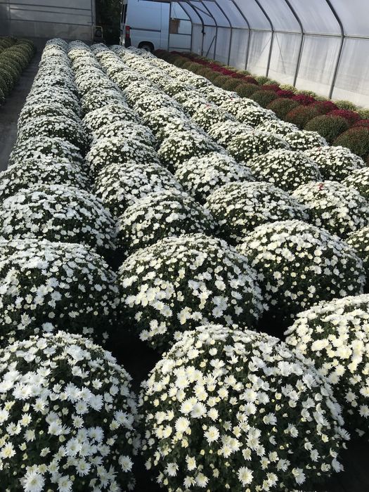 Chryzantemy chryzantemy