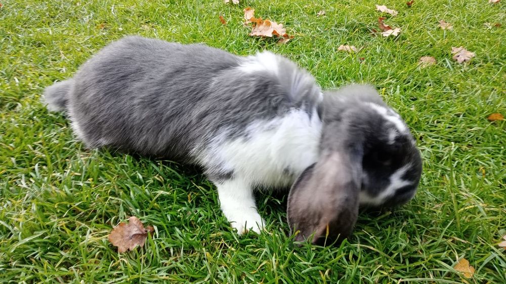 Sprzedam młode króliki barany francuskie