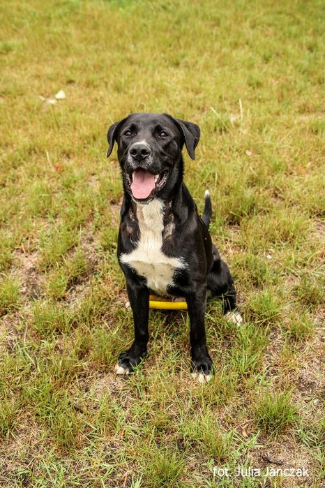 Synuś 2 letni psiak szuka domu !