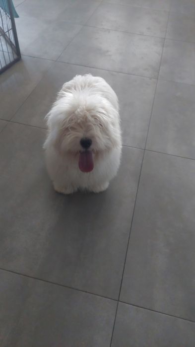 Cudowny Coton de tulear FCI