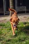 Rudy pies do adopcji Kalisz Poznan Wroclaw Lodz