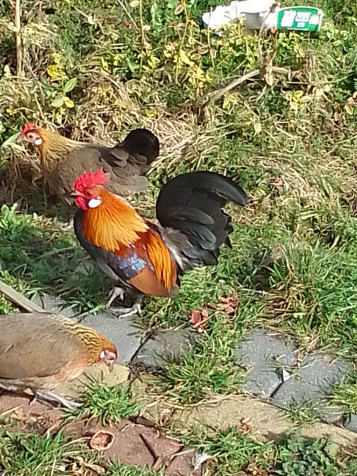 Karzełki holenderskie  kogutki