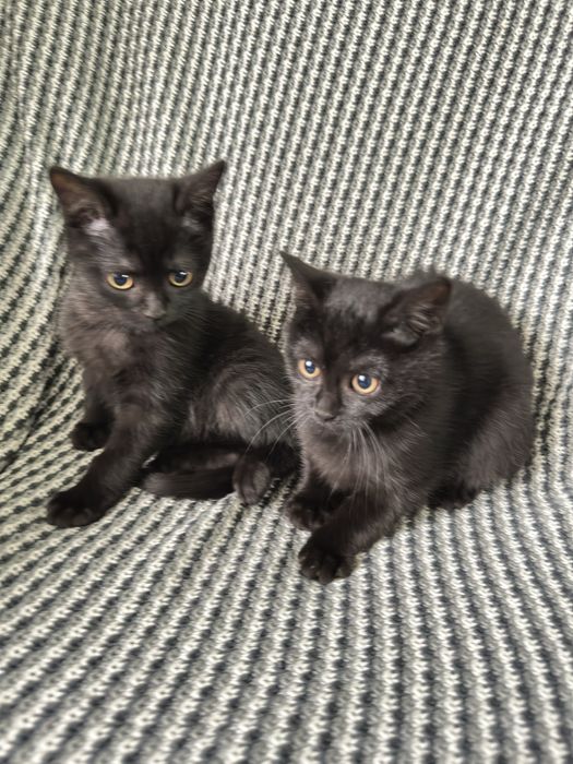 Породисті милі кошенята