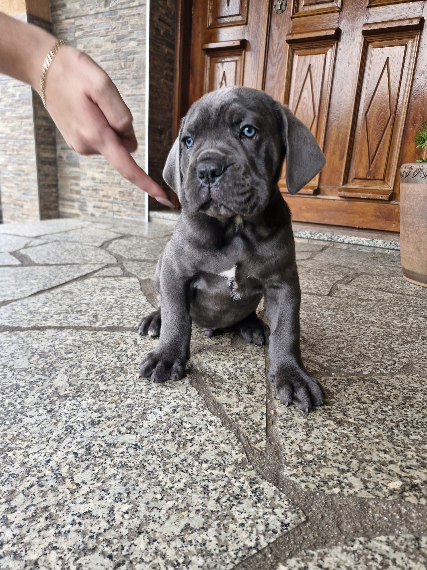 Piękny piesek cane corso gotowy do odbioru