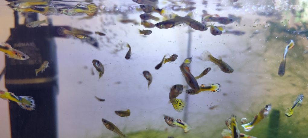 Gupiki endlera mix dorosłe i młode 10 sztuk 10 zł