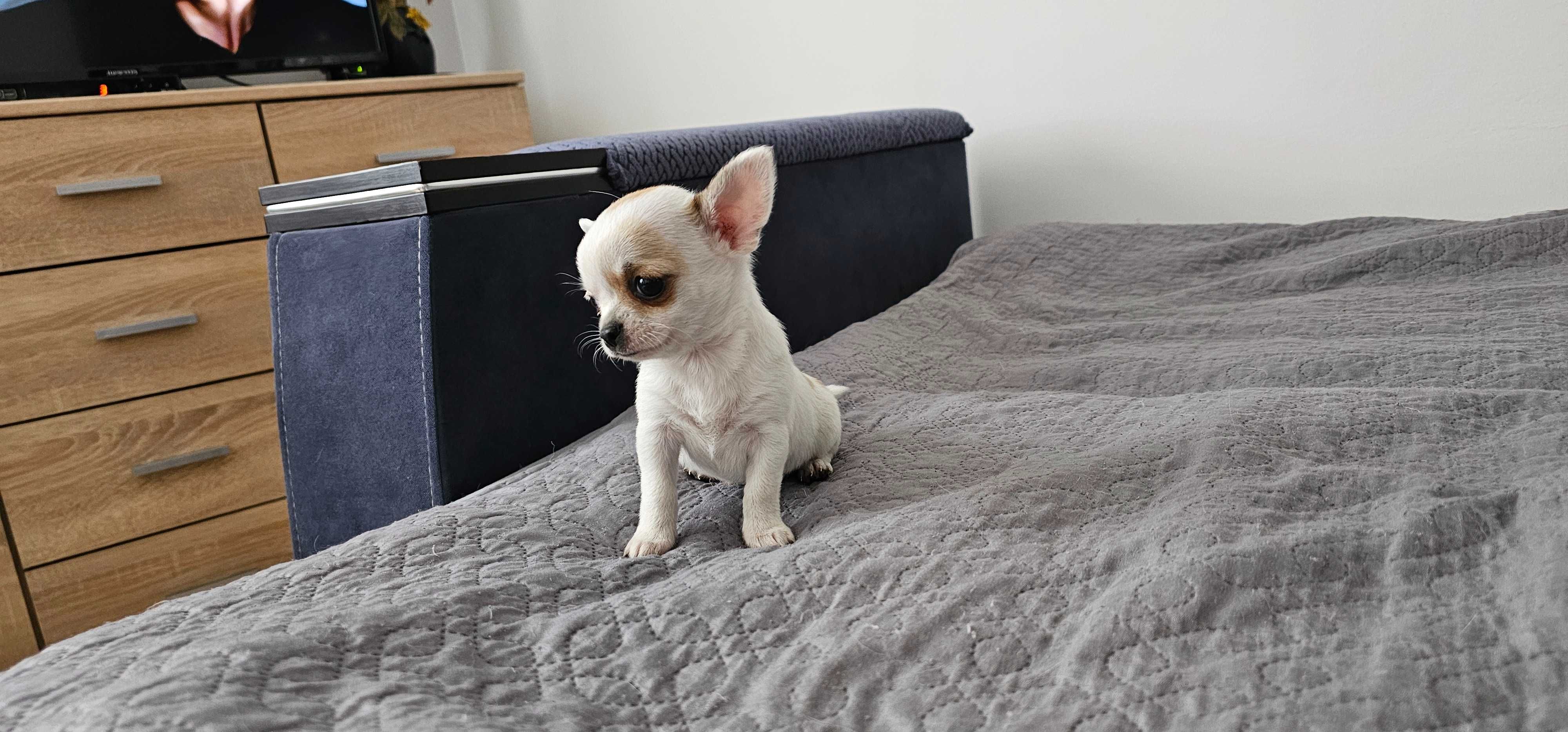 Piesek chihuahua