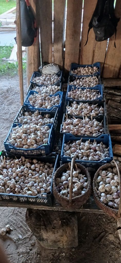Продам зимовий часник.