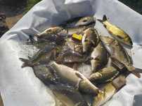 karp od 14cm do 18cm 150szt 800zł 1szt 5,33zł oraz sum amur