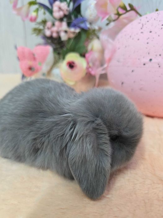 Миниатюрный породистый крольченок Мини Лоп от выставочных родителей.