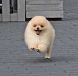 Piesek Pomeranian- Oskar gotowy na kochający dom