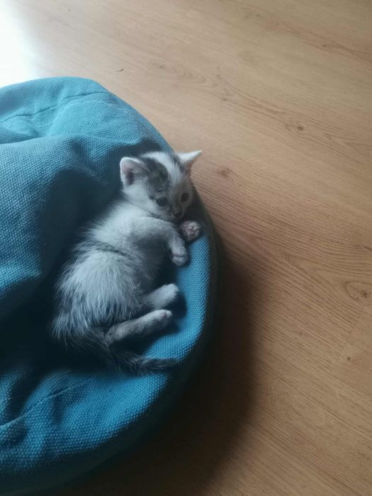 Oddam kotki w dobre ręce