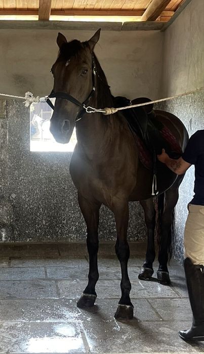 Puro Cavalo Lusitano