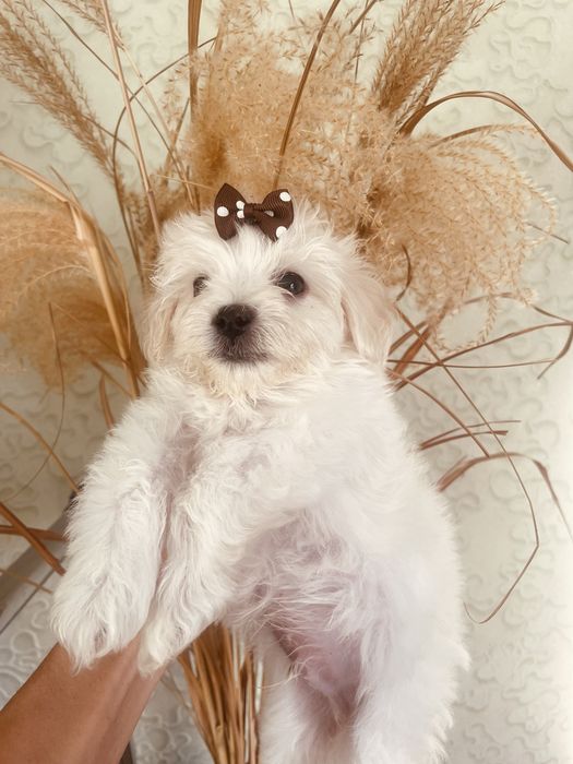 Щенки мальтипу F1