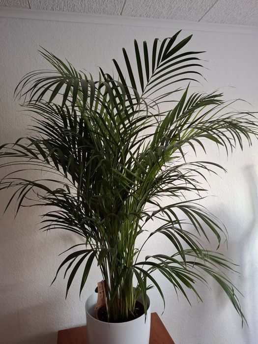 PALMA  ARECA (roślina doniczkowa)
