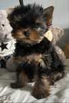 Suczka yorkshire terrier FCI