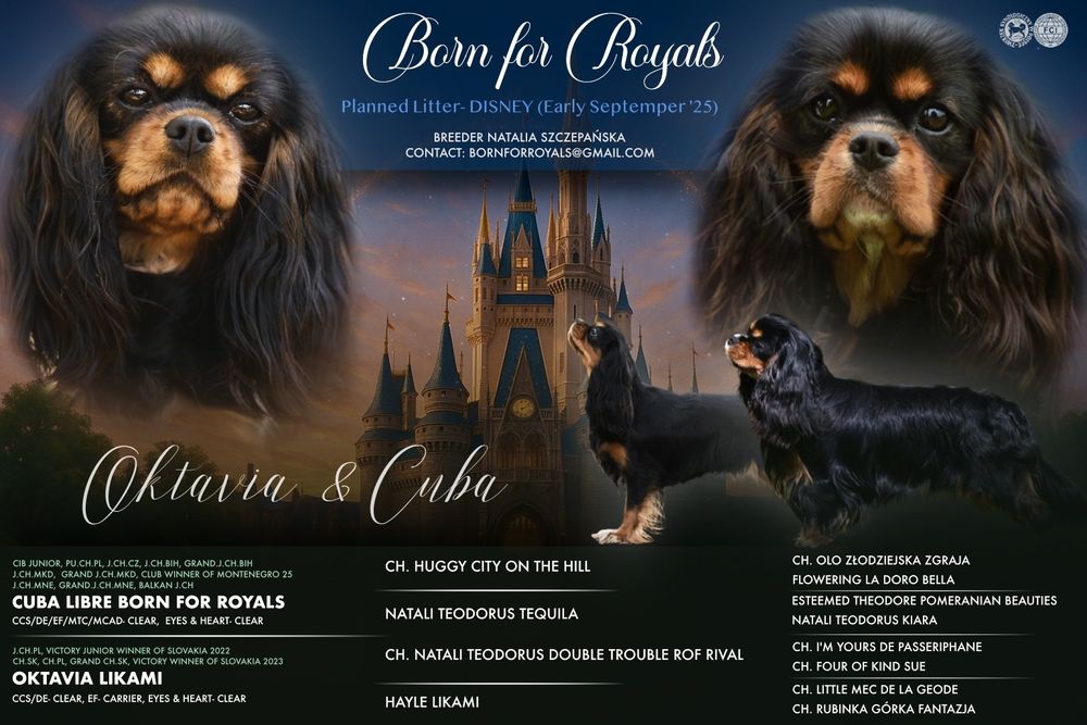 Cavalier King Charles Spaniel FCI