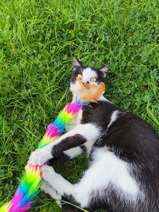 Kot, kocurek do adopcji.