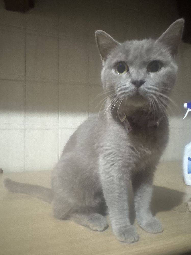 Gatinha para adoção consciente