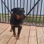 Boss, pies w typie rasy terrier niemiecki, oddam psa