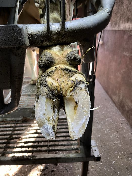 HoofCare korekcja racic u bydła