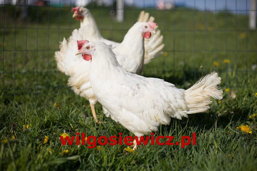 Kury kokoszki nioski Tetra biała jak leghorn DOWÓZ GRATIS