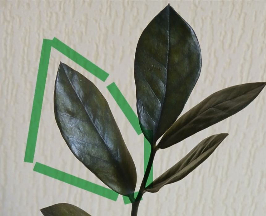 Розпродаж квітів! Заміокулькас  чорний  Равен  Доларове дерево