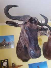 Medalion antylopy gnu