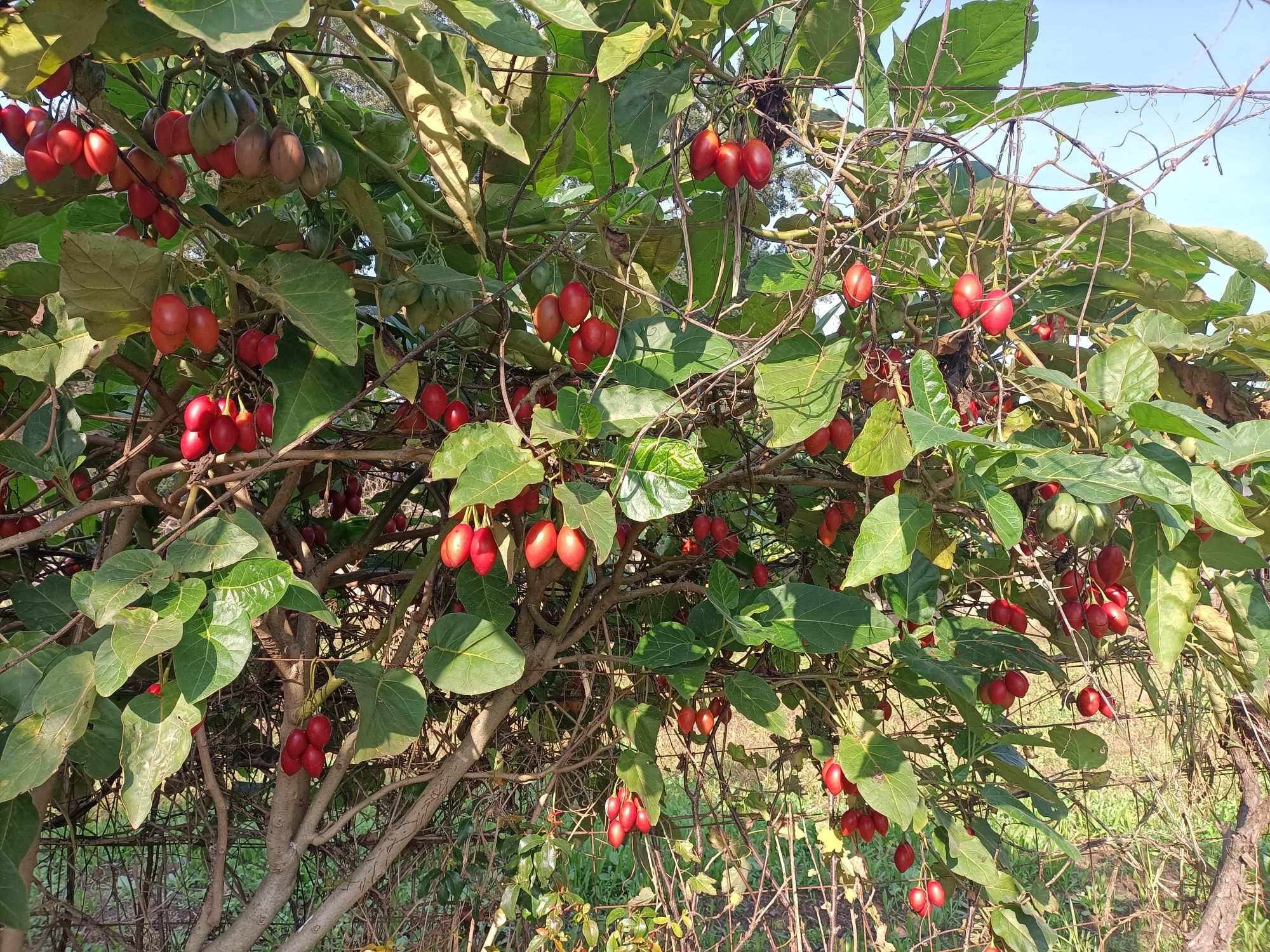 Tomarilho - tomate de árvore