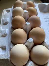 Jajka wiejskie kurze lub kacze z wolnego wybiegu