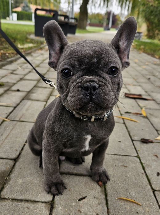 Buldog francuski
