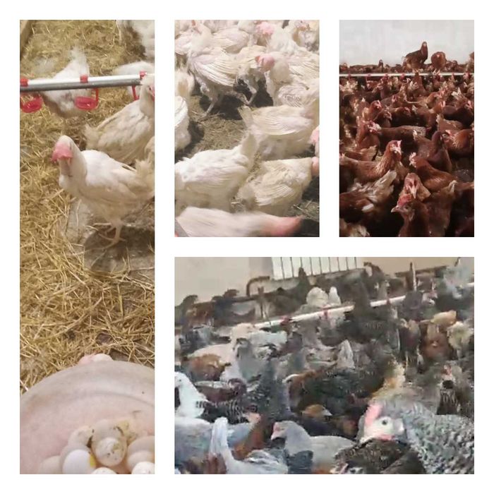 Продам кури несушки! Доставка безкоштовна. Котельва!