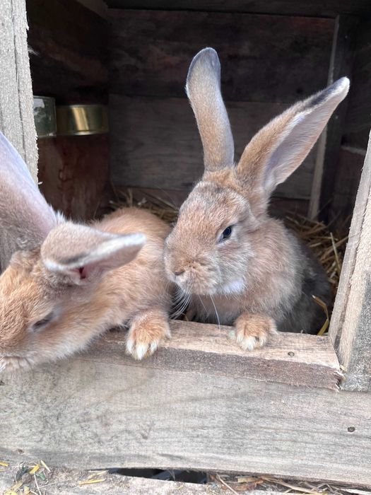Młode króliki, urodzone w maju.