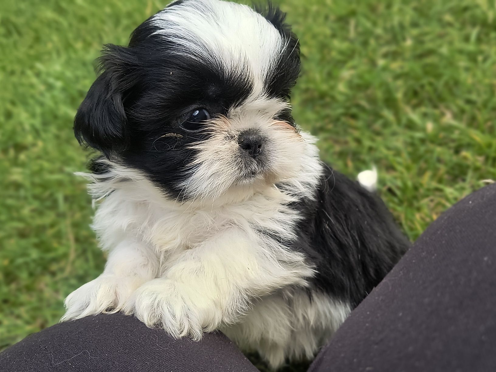 Shihtzu gotowy do odbioru