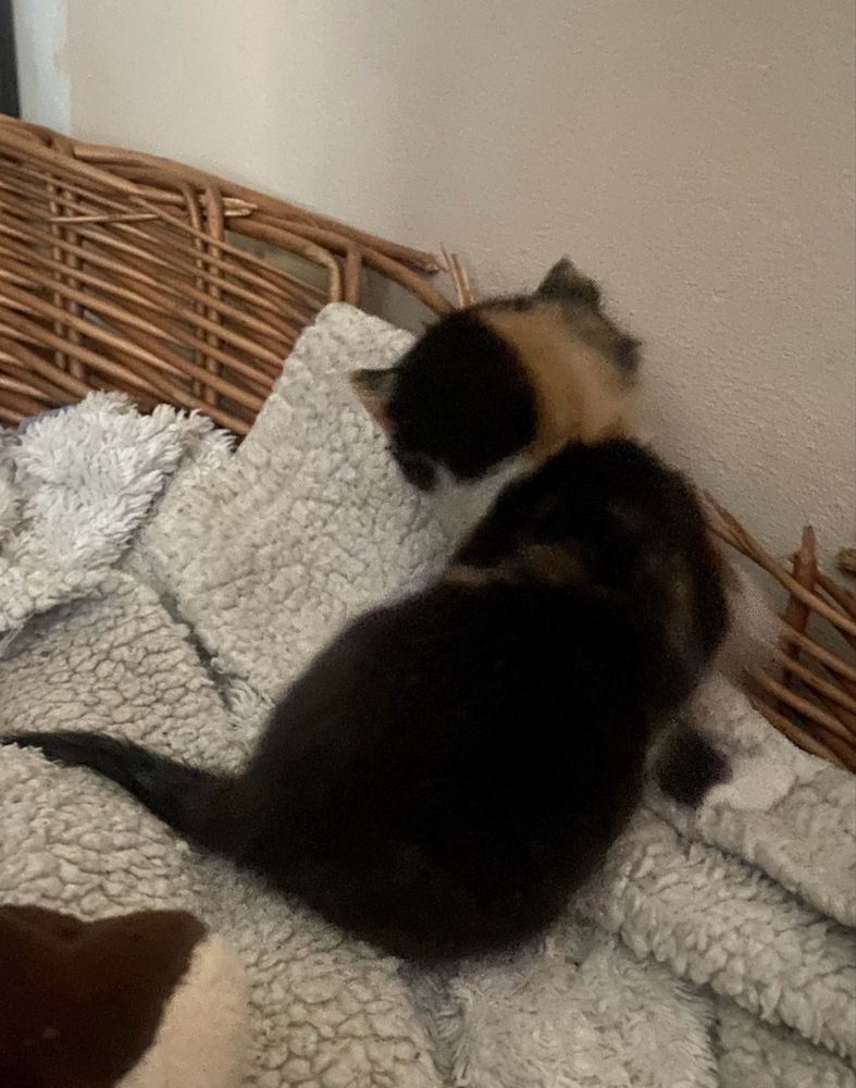 Urocza Perełka do adopcji