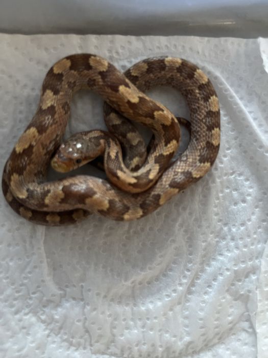 Cobra obsoleta disponivel