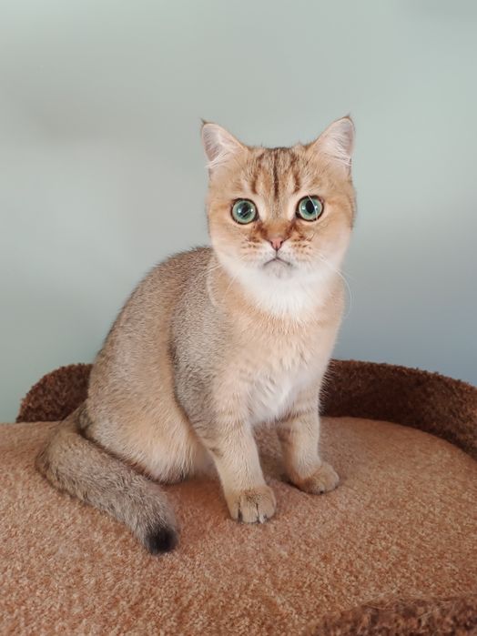 Британський короткошерстий хлопчик, кошеня, котик