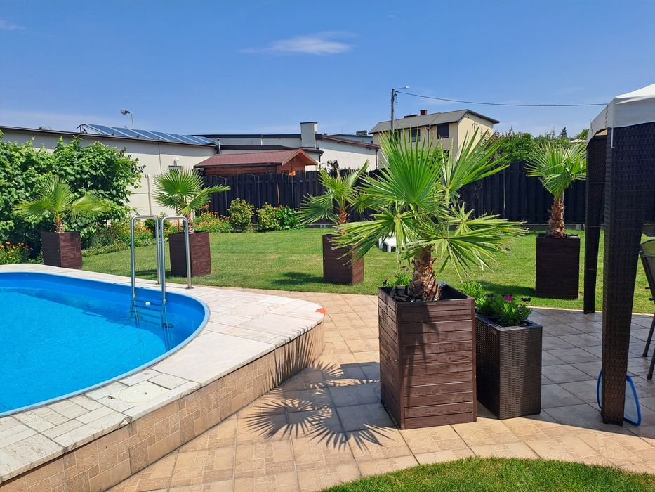 Palma Washingtonia Robusta – Waszyngtonia 200 cm+ - 5 sztuk