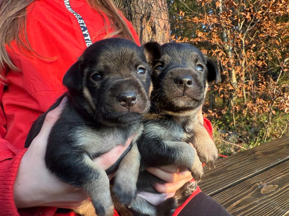 Podwójne szczęście na święta - dwa szczeniaczki szukają domu