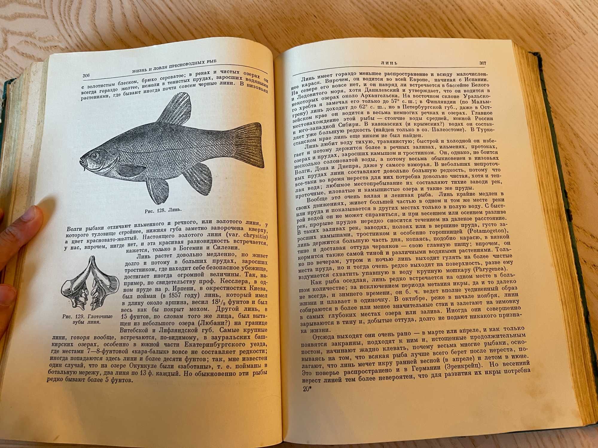 Книга Жизнь и ловля пресноводных рыб, Сабанеев, 1959 год, 667 стр.